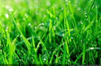 green grass